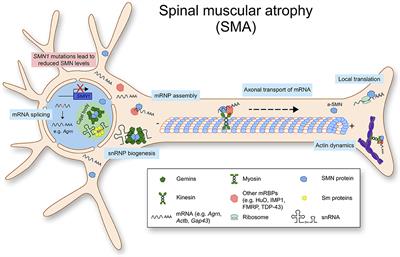 The Role of RNA Binding Proteins for Local mRNA Translation: Implications in Neurological Disorders